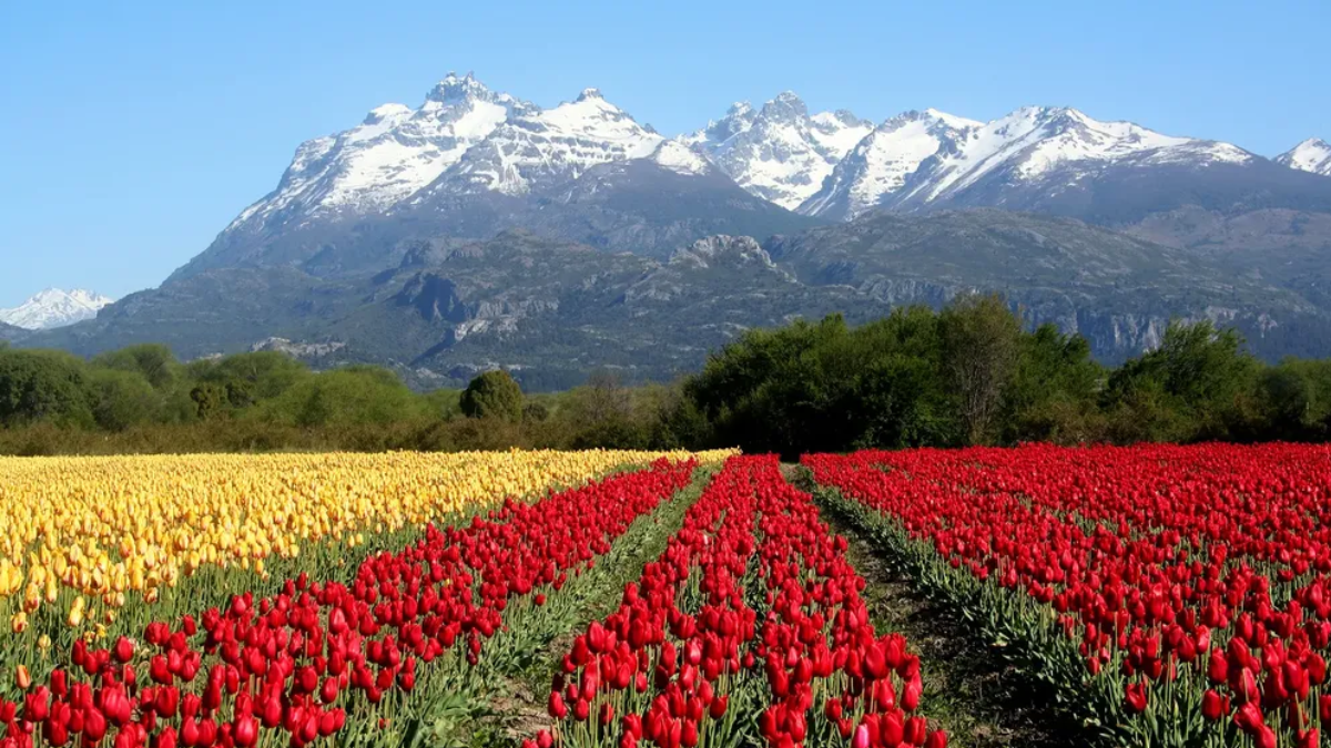 Fiesta de los Tulipanes 2024 - Chubut